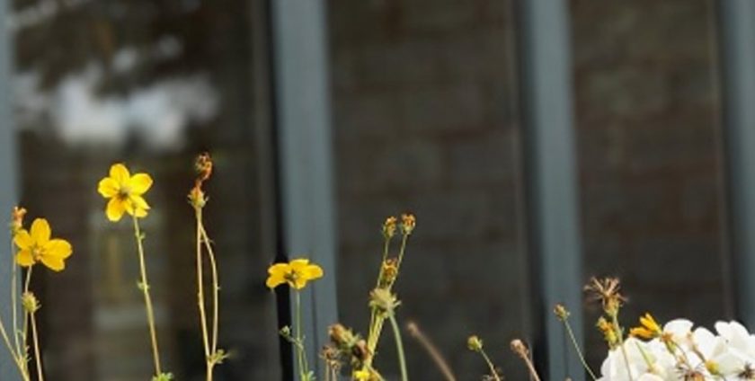 Yellow flowers in front of grey Swing and Slide doors