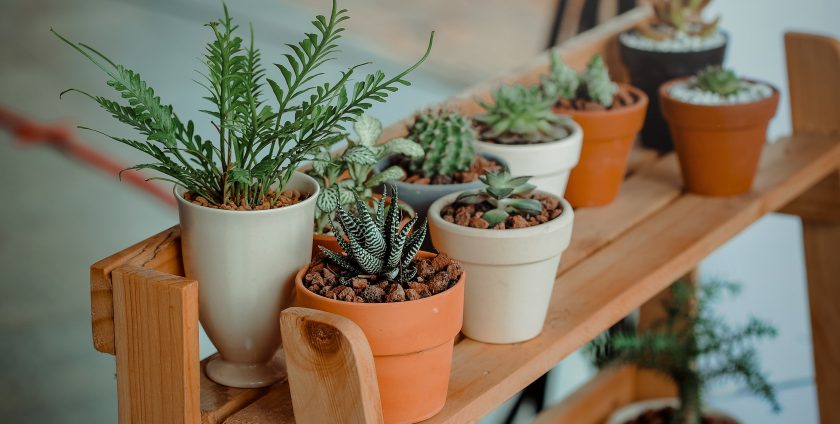 Indoor plants